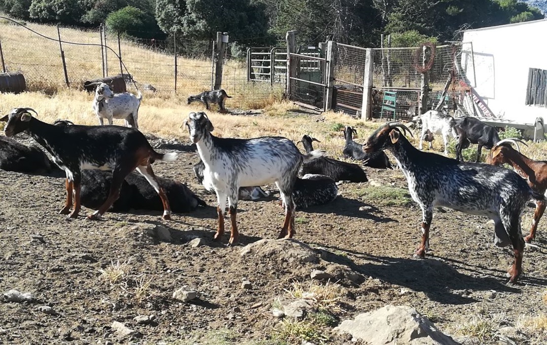 cabras.jpg